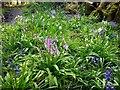 Hybrid bluebells, Heddon Common