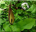 Cuckoo Pint & Wild Garlic near Stanleyburn Bridge