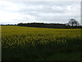 Oilseed rape crop near Brockley Corner