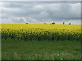 Oilseed rape crop off Brand Road