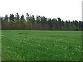 Farmland near Wetherden