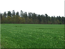 TM0162 : Farmland near Wetherden by JThomas