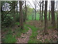 SO7573 : Path through woodland between Long Bank and Lye Head by Liz Stone