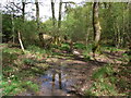 Crossing a damp patch near Wharton Golf Course