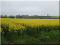 Farmland off the A1071