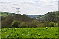 Mid Devon : Grassy Field