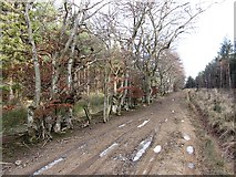 NT5269 : Track, Colstoun woodlands by Richard Webb