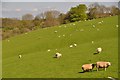 Mid Devon : Sheep Grazing