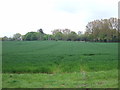 Farmland near Great Bromley