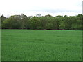 Farmland towards Thorringtonhall Wood