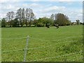 Cows grazing north of the railway embankment