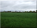 Farmland off Bypass Road