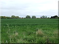 Farmland off Jaywick Lane