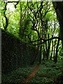 W8766 : Ruins of Rostellan Walled Garden by Tim FitzGerald