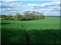 Wheat Field