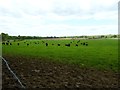 Cattle in field north of Mill