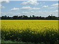 Farmland off Clay Lane