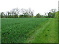 Footpath And Field Boundary