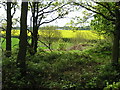 Oil-seed rape near Highfield Moss