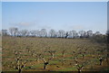 Orchard, east of Tonbridge