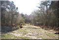 Woodland track, Ashdown Forest