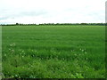 Farmland, Horsleycross Street