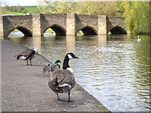 SK2168 : Canada goose by the River Wye, Bakewell by Neil Theasby