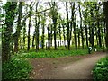 SJ7371 : Footpath at the northern end of Shakerley Mere by Christine Johnstone