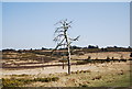 TQ4631 : Dead tree on Ashdown Forest by N Chadwick