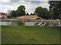 Swans on River Great Ouse at Bedford