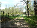 Coppice woodland at Terwick Common