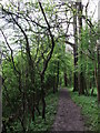 North Downs Way in Hanging Wood