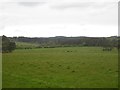 Pastures at Greymare Farm