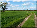 Bridleway near The Hurst