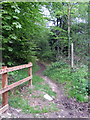 Bridleway through Landpark Woods