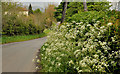 Spring verge, Purdysburn, Belfast