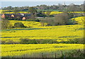 Fields of Oil seed rape