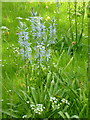 Camassia cusickii growing in the small meadow at The Salutation gardens