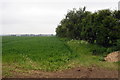 Hedge along the field boundary