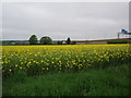 Rape Seed Field Next to M25