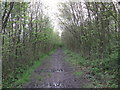 Tandridge Border Path in Furzefield Wood