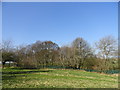 Rookery at the Vicarage