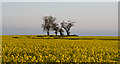 Oil seed rape field