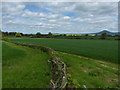 Freshly laid hedge near Woodside