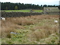 SK2770 : Sheep and barn on Gibbet Moor by Peter Barr