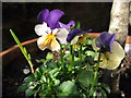 NZ3174 : Pansies in a Pot by Christine Westerback