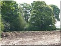 Emerging crop above the Peover Eye valley