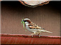 NT6177 : A house sparrow at Knowes Farm Shop by Walter Baxter
