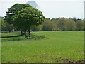 Field corner, east of Buckden Lane