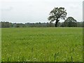 Field east of Buckden Lane